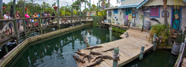 Gator Feeding | Adventure Landing & Shipwreck Island Water Park | Jacksonville Beach, FL